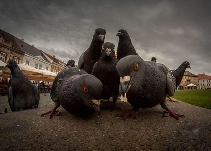 Palomas reunidas en busca de algunas migas