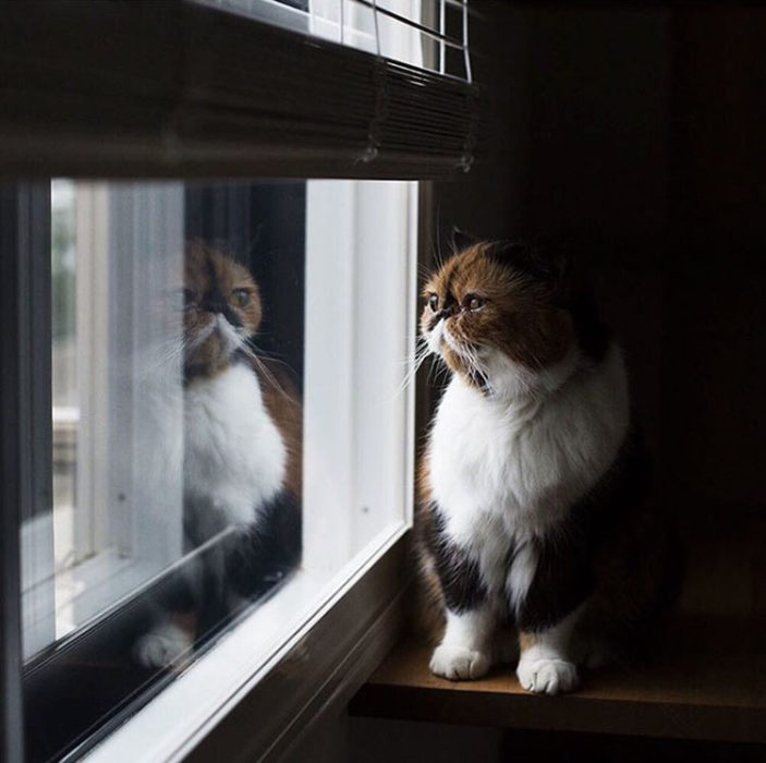 Gato observando por la ventana