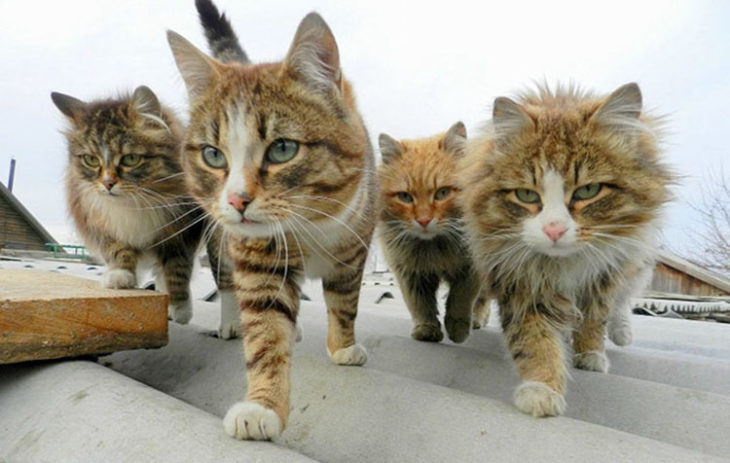 un grupo de gatos caminando sobre el tejado