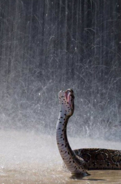 Serpiente bajo la lluvia