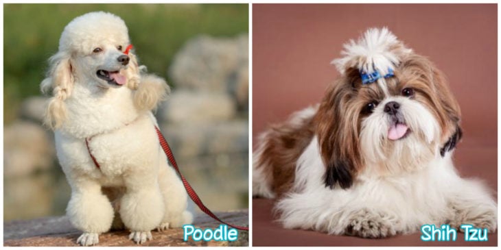 shih Tzu y poodle