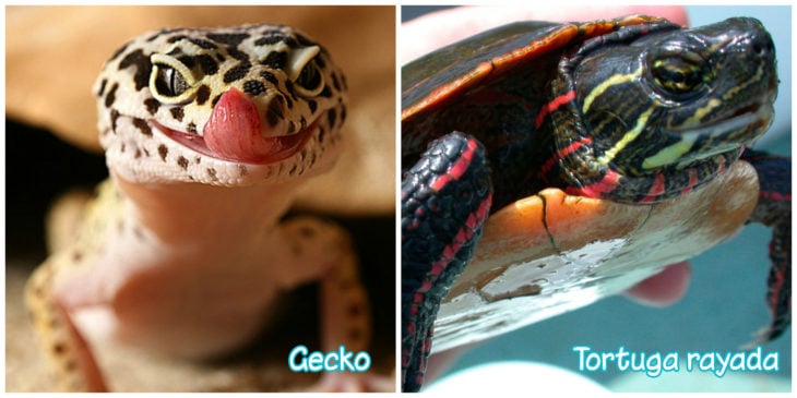 Gecko y tortuga