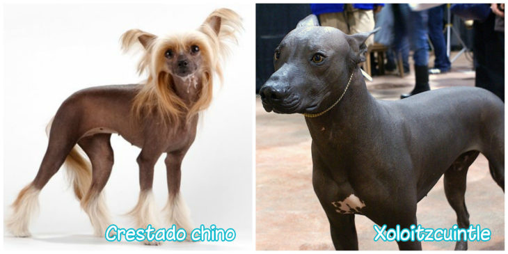 Xoloitzcuintle y creatado chino