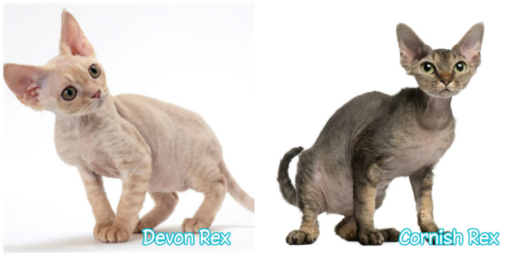 Devon y cornish rex