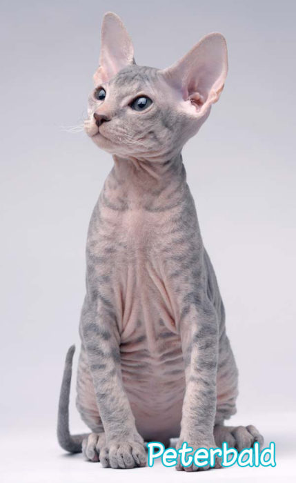 Peterbald