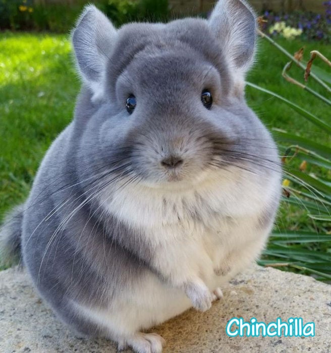 Chinchilla