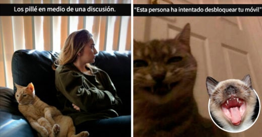 Cover Snaps de gatos con los que es imposible no reirse