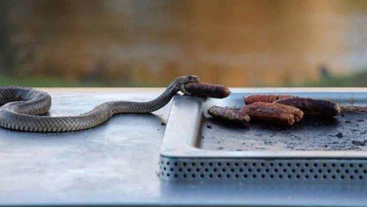 Serpiente comiendo salchichas asadas