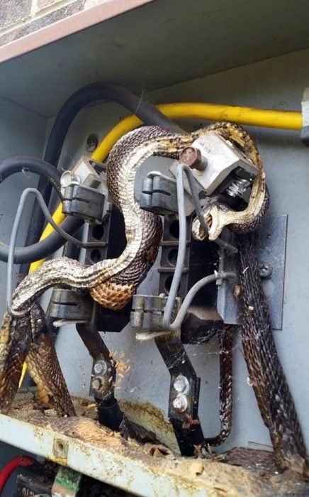 serpiente electrocutada dentro del centro de carga
