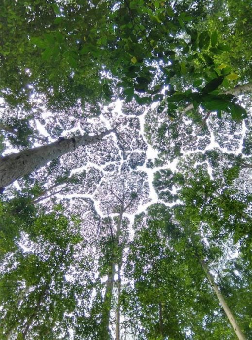 patrón fractal formado por hojas de árboles