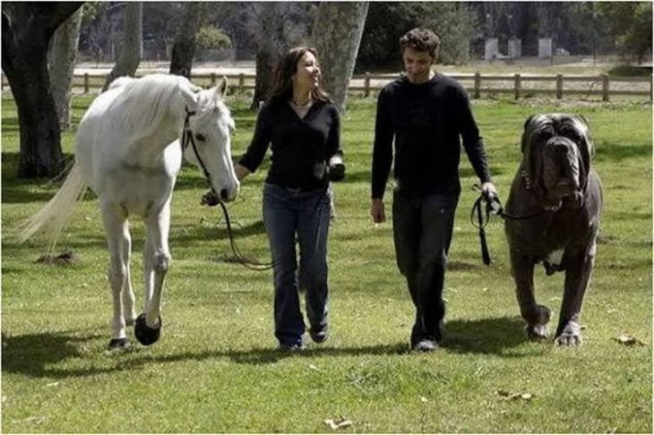 pareja paseando con un caballo y un gran perro de lado