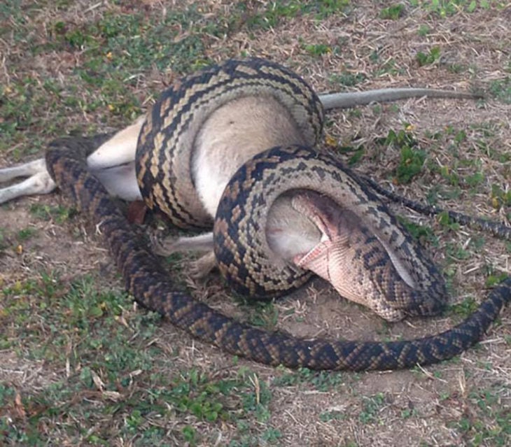Gran serpiente tratando de degluir a un canguro