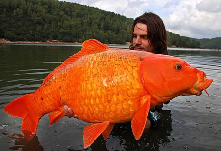 Hombre con gran pez dorado