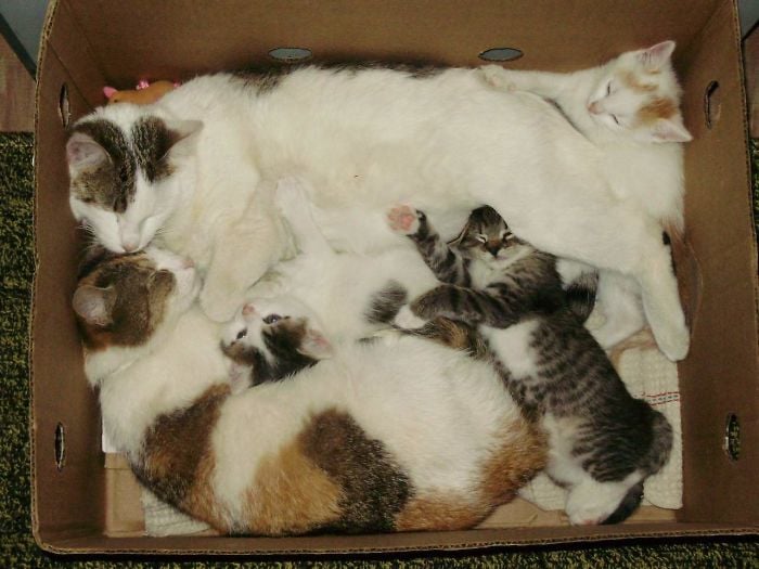 gatos almohada