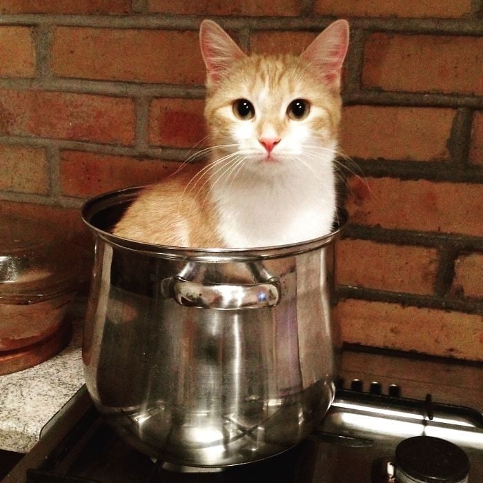 gato en una olla