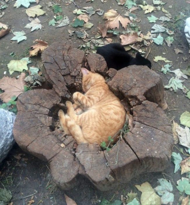 gato en un árbol 