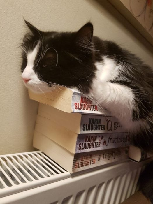 gato acostado en libros