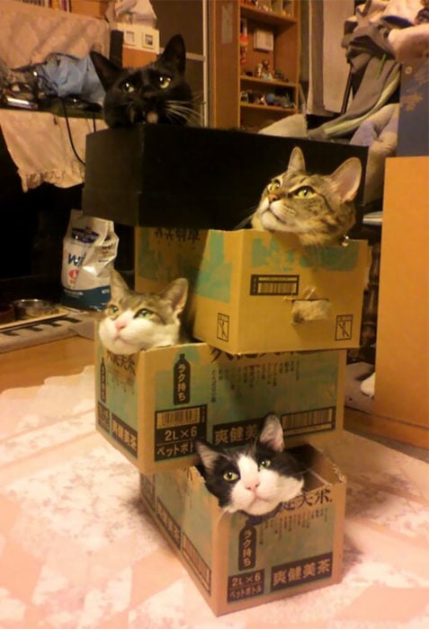 gatos en cajas