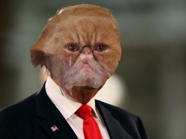 gato donald trump