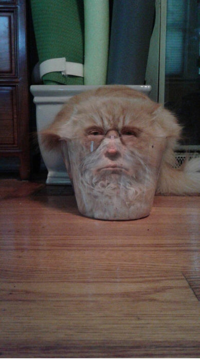 gato atrapado en un vaso Donald