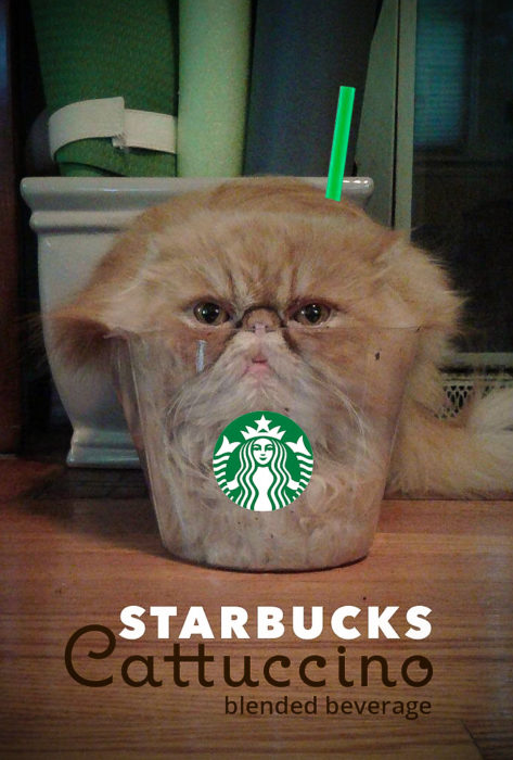 starbucks frapé