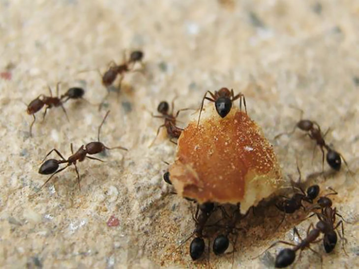 hormigas llevando las migas del pan