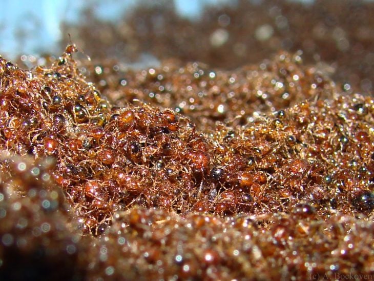 existen muchas hormigas en el mundo