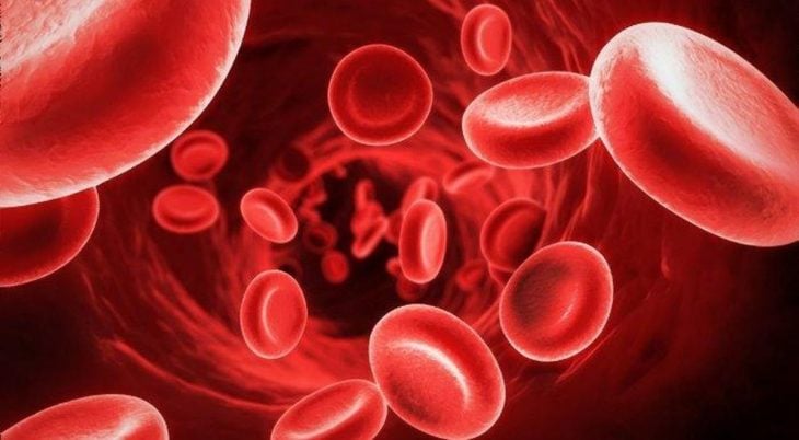 los globulos rojos son las células más rápidas del cuerpo