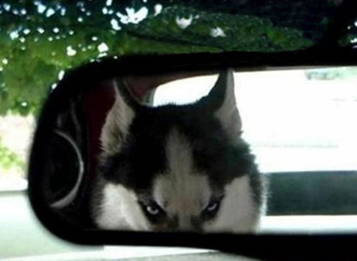 Husky molesto retrovisor 