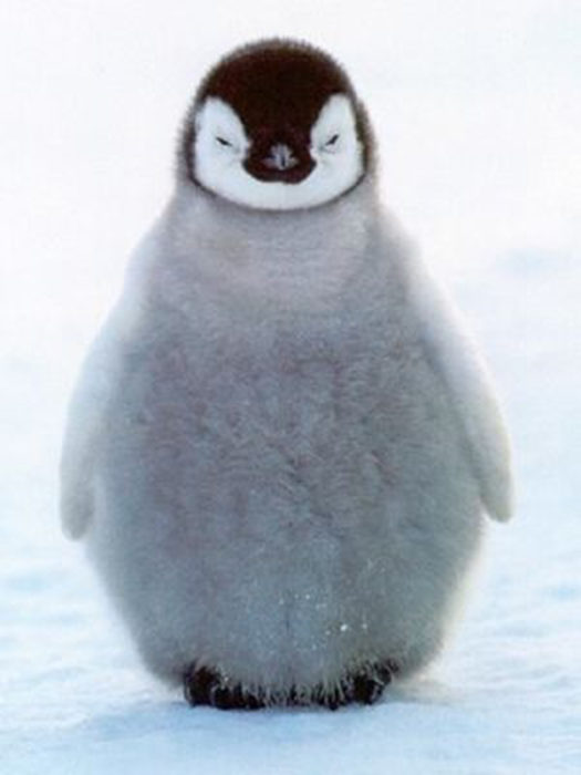 pinguino bebé esponjoso molesto