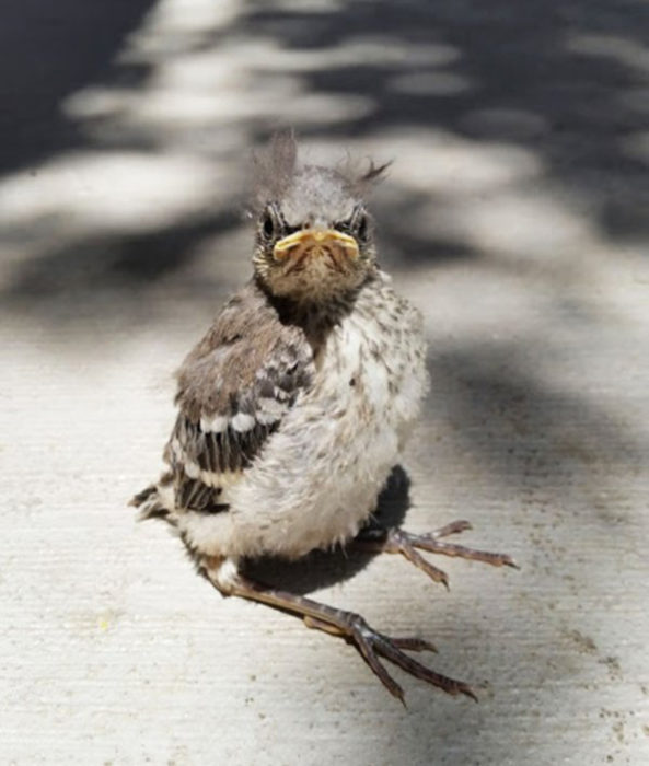 pajaro gruñon molesto 