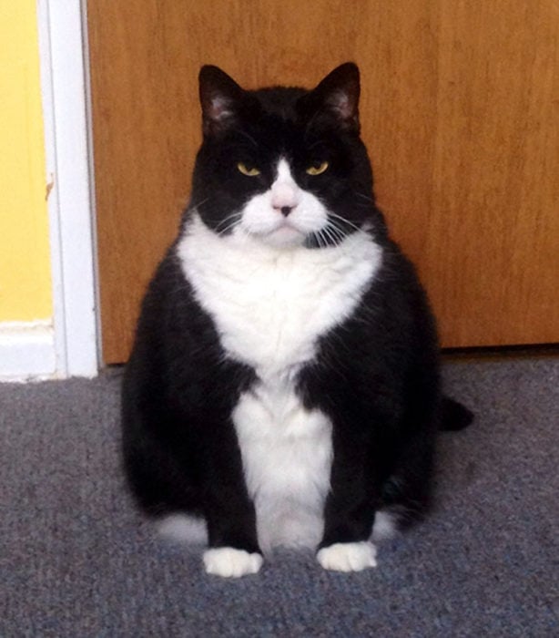 gato blando y negro molesto gordo