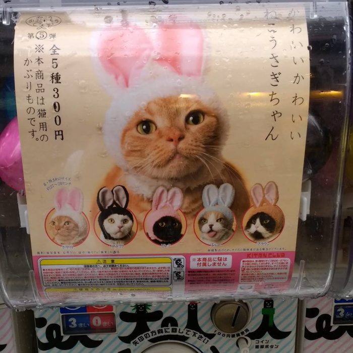 orejitas para gato japón 