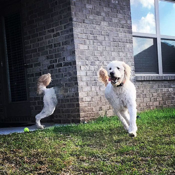 Perro partido a la mitad por camara