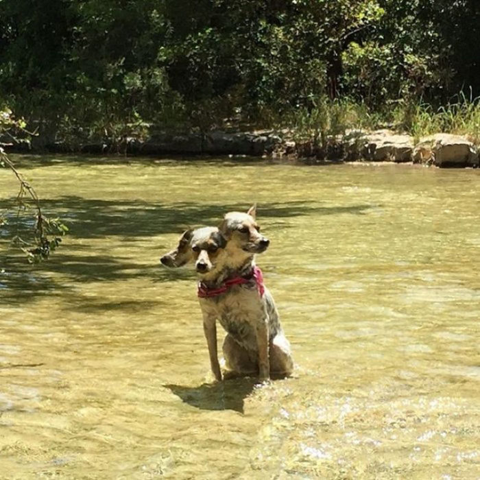 Perro con tres cabezas por efecto de camara