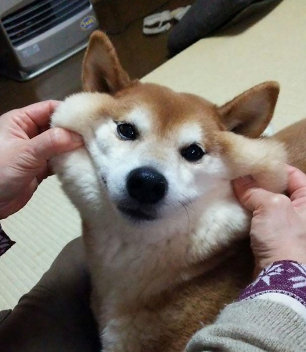 perro akita cachetes