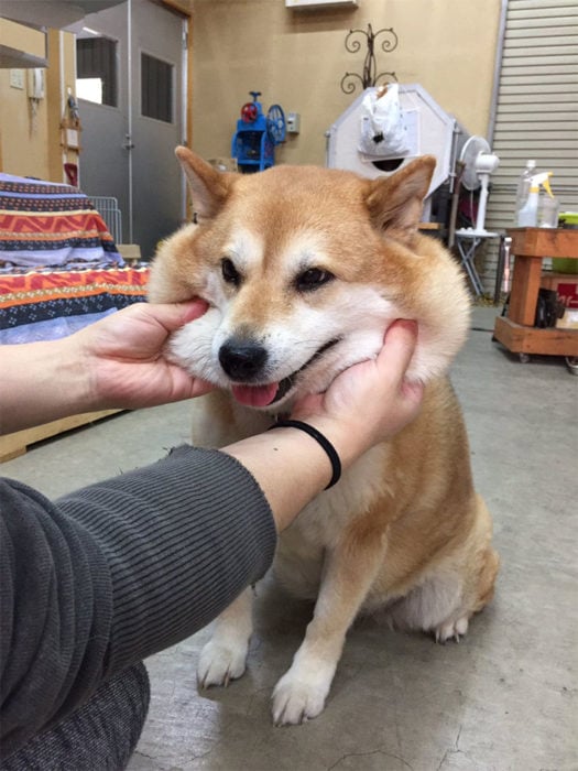 akita cachetes perro sentado