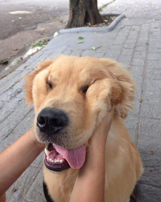 perrito cachetón sacando la lengua