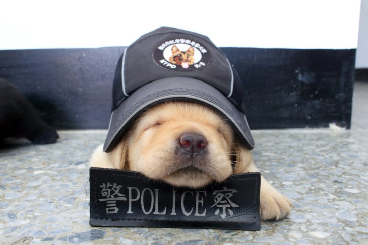 cachorrito dormido policía