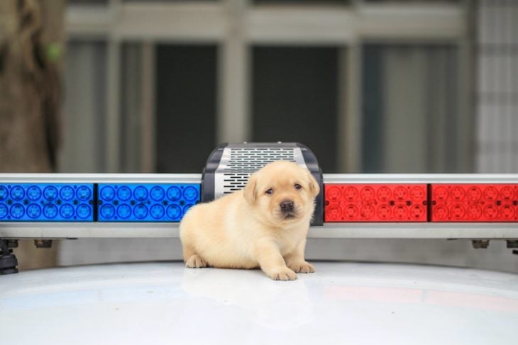 patrulla con un cachorro k9