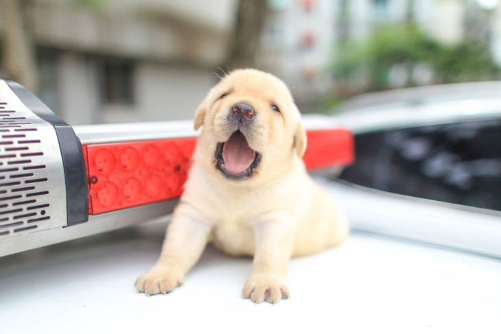 perro policia cachorro