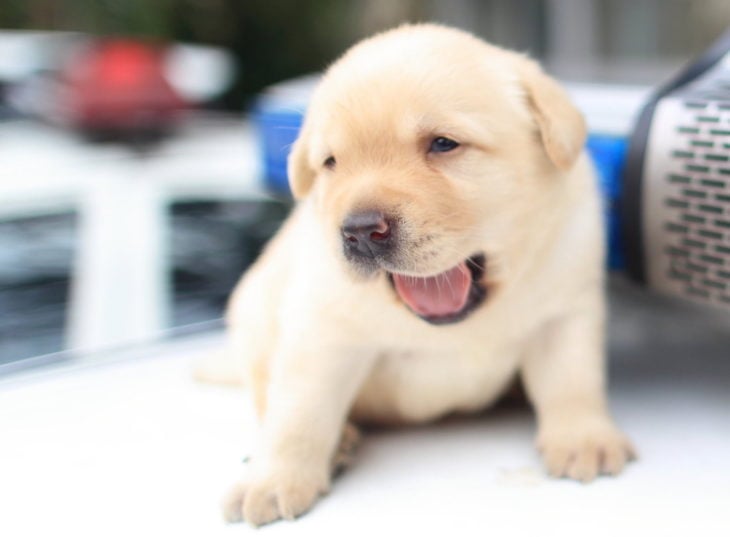 labrador cachorro