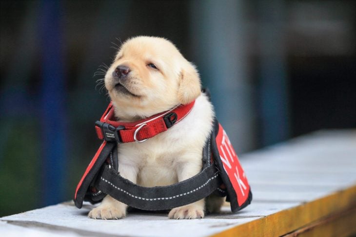 perrito policía cachorro