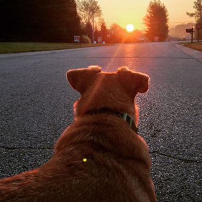 perro horizonte