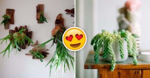 Cover Exóticas plantas para decoración interior que amarás en tu departamento