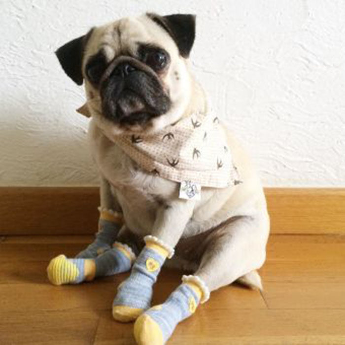 pug calcetines tierno