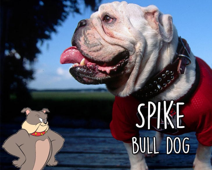 spike bull dog 