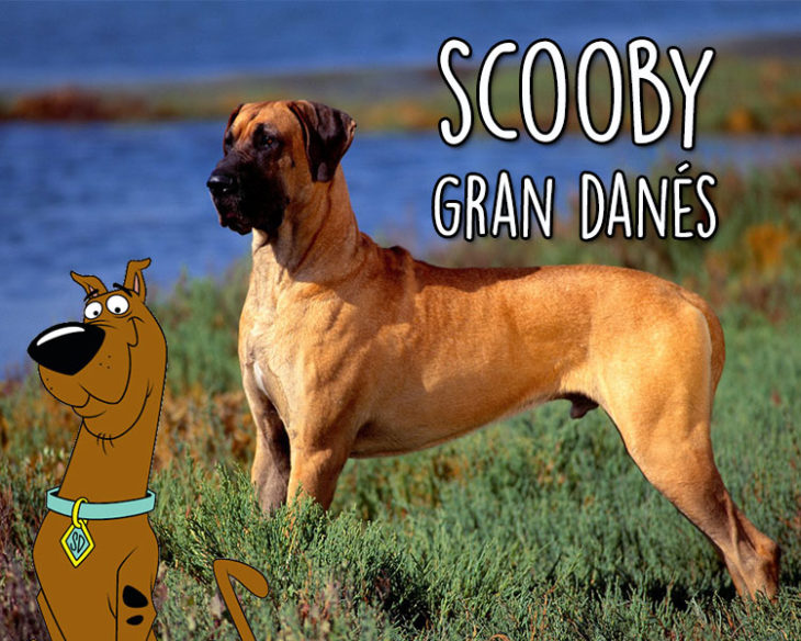 scooby doo