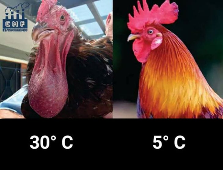 Dos gallos comparados con buches de diferentes tamaños