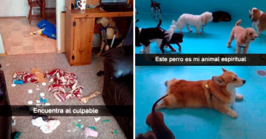 Cover Divertidos perros que están arrasando en Snapchat